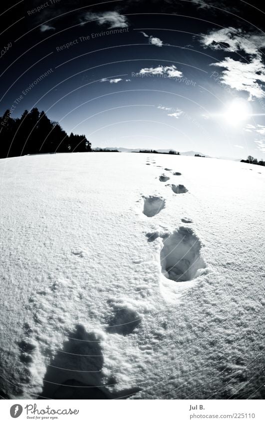 snowway Nature Beautiful weather Blue White Future Sun Luminosity Footprint Snow track Snow layer Winter's day Winter sun Deserted Animal tracks Wide angle