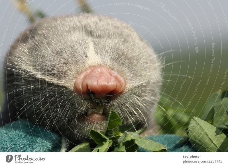 portrait of lesser mole rat Beautiful Face Family & Relations Teeth Nature Animal Fur coat Cute Wild Gray spalax leucodon Rat wildlife blind Interesting