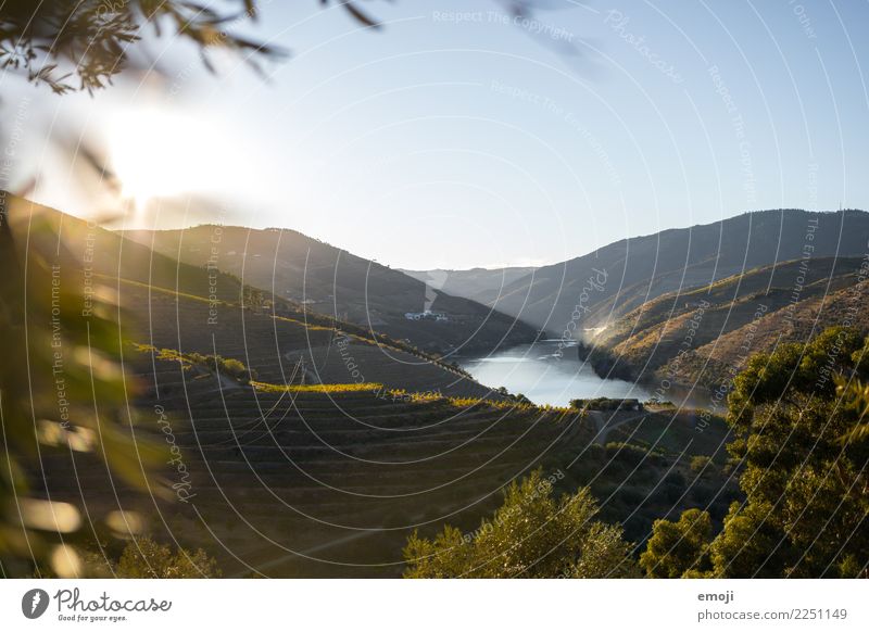 Douro Valley Environment Nature Landscape Summer Beautiful weather Hill River Green Summer vacation Portugal Wine growing Winery Colour photo Exterior shot Day