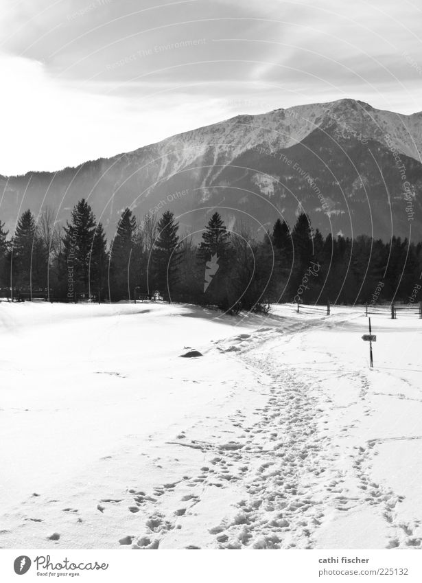 Schneeberg Winter Snow Winter vacation Mountain Hiking Environment Nature Landscape Sky Clouds Climate Weather Beautiful weather Ice Frost Tree Coniferous trees