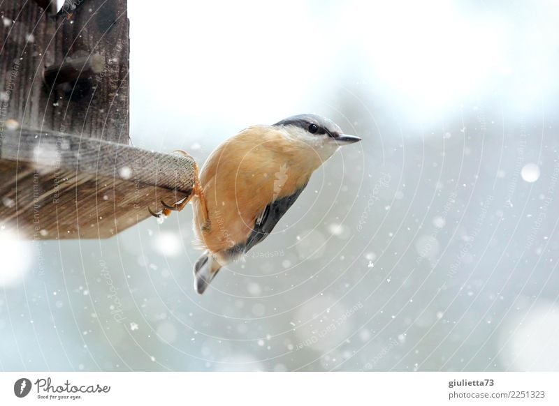 i'm hungry... Garden Nature Animal Winter Snow Snowfall Wild animal Bird Eurasian nuthatch Passerine bird Songbirds 1 Observe Freeze Looking Small Beautiful