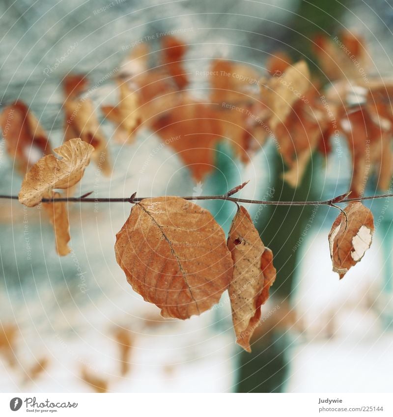 transience Winter Environment Nature Autumn Snow Tree Leaf Old Cold Blue Brown Transience Change Time Colour photo Exterior shot Deserted Copy Space top