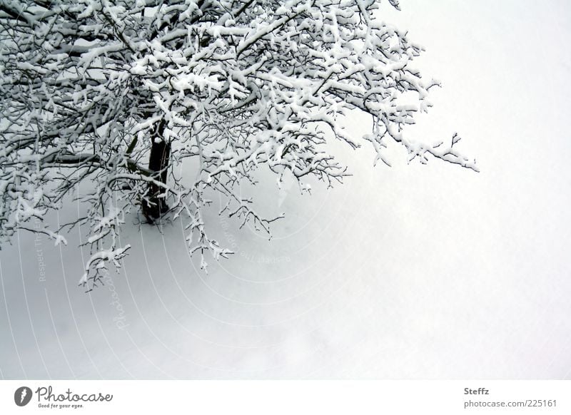 a quince tree in winter Quince tree lonely tree onset of winter Nordic winterly silence winterly peace dormant winter cold winter tree Winter mood tranquillity