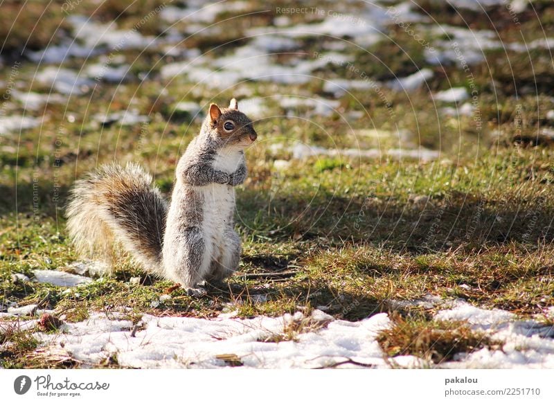 A U.S. American rodent Nature Earth Spring Ice Frost Snow Park Meadow Animal Squirrel 1 Wait Brash Curiosity Spring fever Diligent Endurance Cold Rodent Tuft