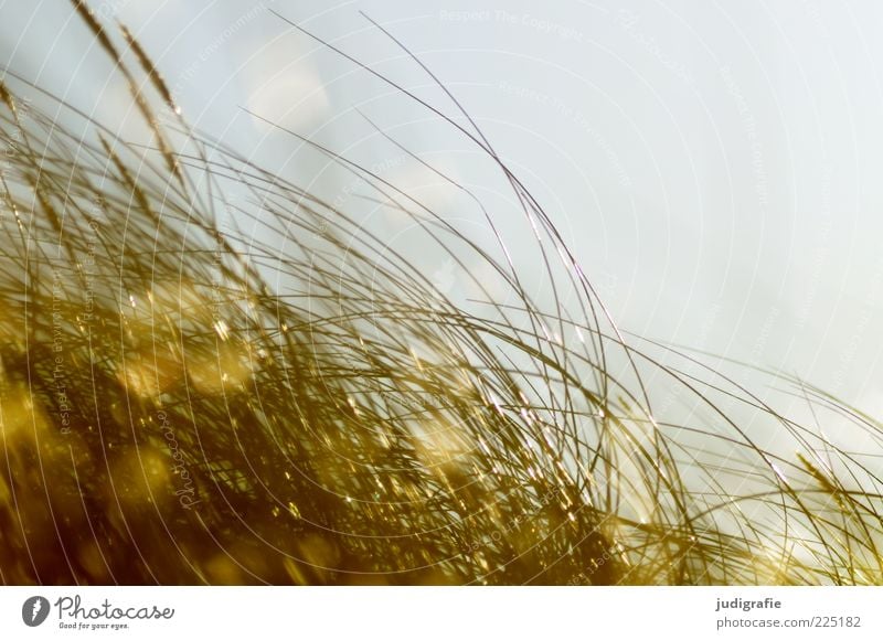 western beach Environment Nature Plant Wind Grass Glittering Illuminate Growth Natural Wild Soft Moody Marram grass Colour photo Exterior shot Day