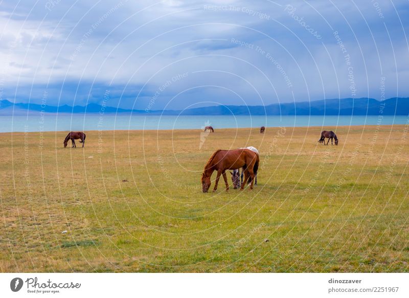 Horses around Song Kul lake, Kyrgyzstan Beautiful Vacation & Travel Tourism Summer Mountain Nature Landscape Sky Clouds Fog Grass Park Meadow Hill Rock Lake