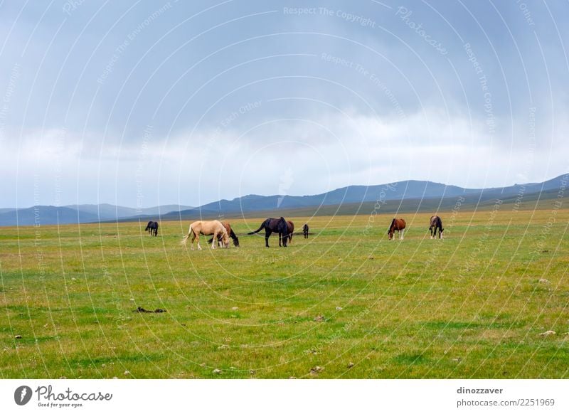 Horses around Song Kul lake, Kyrgyzstan Beautiful Vacation & Travel Tourism Summer Mountain Nature Landscape Sky Clouds Fog Grass Park Meadow Hill Rock Lake