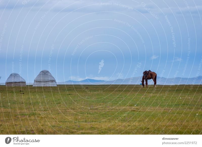 Horse in a pasture with yurts, Kyrgyzstan Beautiful Vacation & Travel Tourism Summer Mountain Nature Landscape Animal Sky Clouds Fog Grass Park Meadow Hill Rock