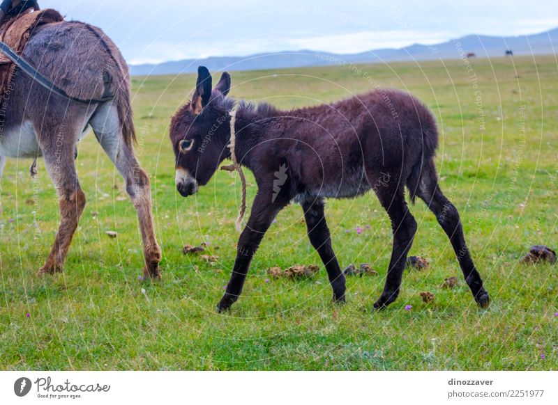 Baby donkey following mama donkey Joy Face Vacation & Travel Mountain Bottom Nature Landscape Animal Sky Grass Meadow Village Fur coat Farm animal Horse