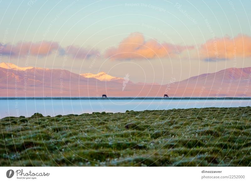 Song Kul lake with horses in sunrise Beautiful Vacation & Travel Summer Snow Mountain Nature Landscape Animal Sky Clouds Fog Grass Park Meadow Hill Rock Lake