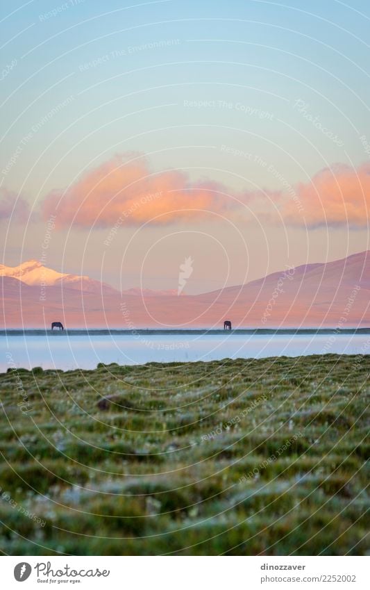 Song Kul lake with horses in sunrise Beautiful Vacation & Travel Summer Snow Mountain Nature Landscape Animal Sky Clouds Fog Grass Park Meadow Hill Rock Lake