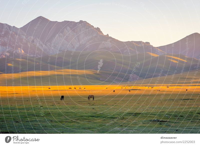 Mountains and horses by Song Kul, Kyrgyzstan Beautiful Vacation & Travel Summer Sun Snow Nature Landscape Animal Sky Clouds Fog Grass Park Meadow Hill Rock Lake