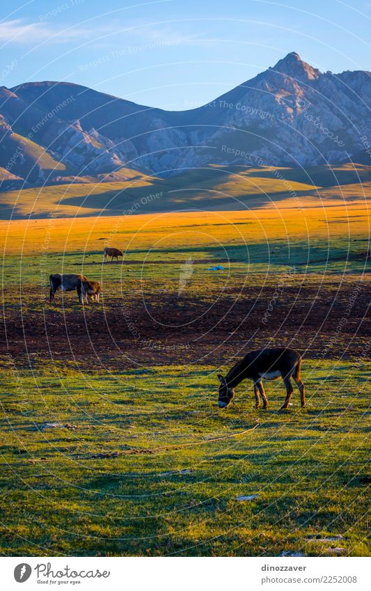 Mountains and cattle by Song Kul, Kyrgyzstan Beautiful Vacation & Travel Summer Sun Snow Nature Landscape Animal Clouds Fog Grass Park Meadow Hill Rock Lake