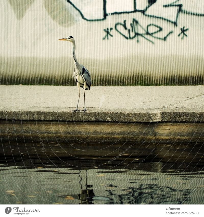 metropolitan area Animal Wild animal Bird 1 Stand Heron Animal face Beak Graffiti Wall (barrier) Water Pond Stone Mirror image Reflection Town Exceptional