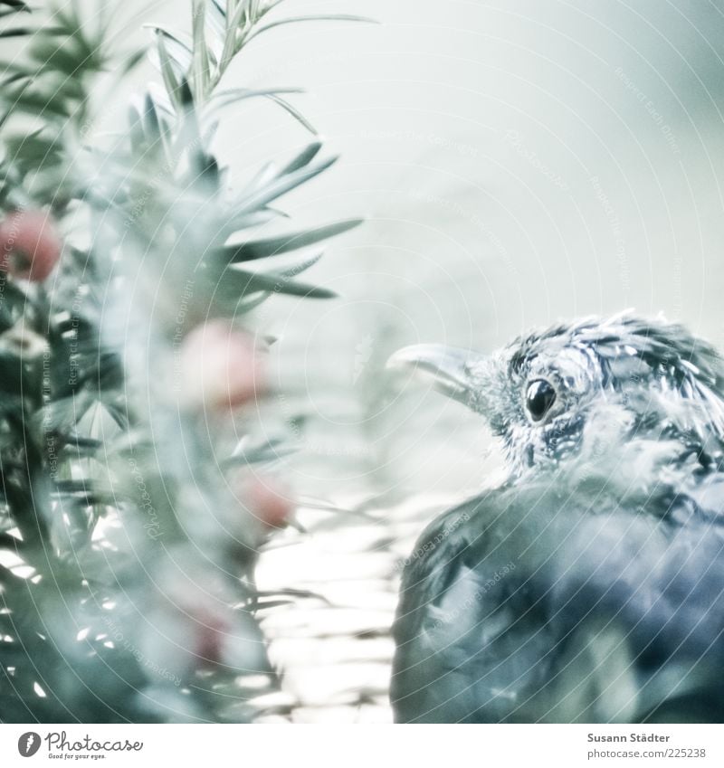 secret Tree Wild animal Bird Animal face 1 Yew Feather Hiding place Mysterious Observe Subdued colour Exterior shot Close-up Detail Copy Space left Dawn Blur