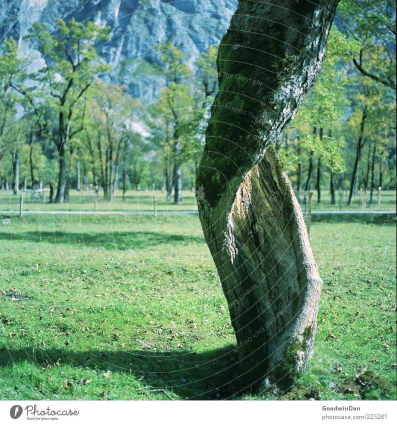 Turn around! Environment Nature Autumn Plant Tree Park Old Exceptional Natural Colour photo Exterior shot Deserted Light Shallow depth of field Tree trunk