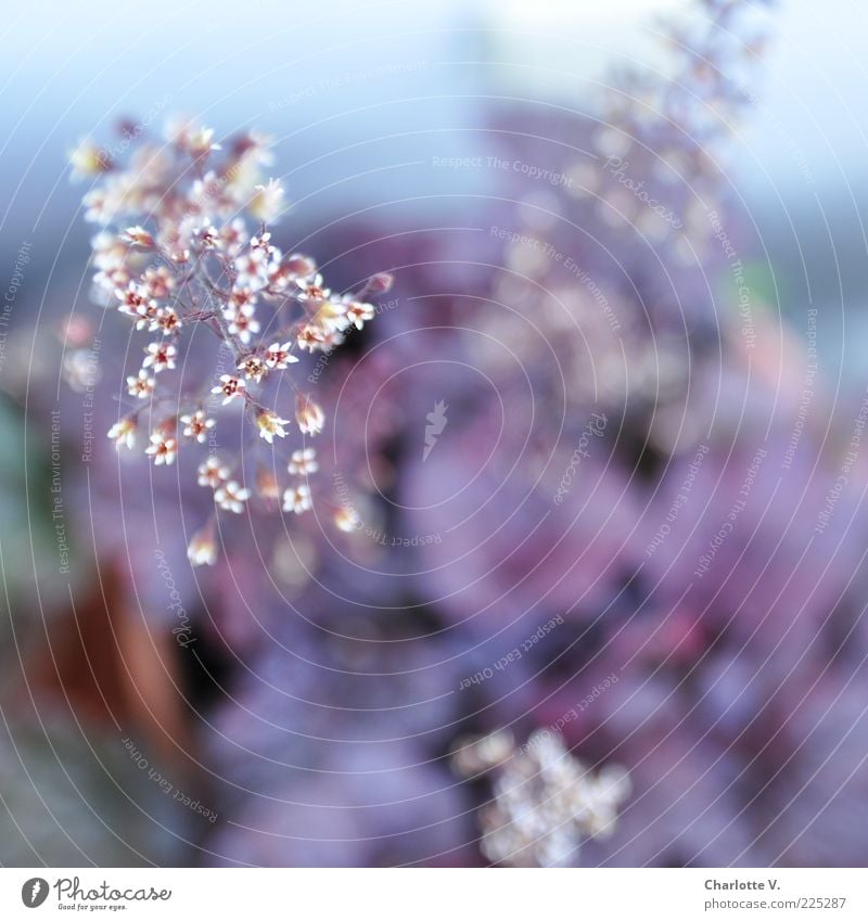 Finally: A flower photo Plant Pot plant Blue Violet White purple bells Flower Flowerpot Blur Delicate Summery Colour photo Close-up Day Shallow depth of field