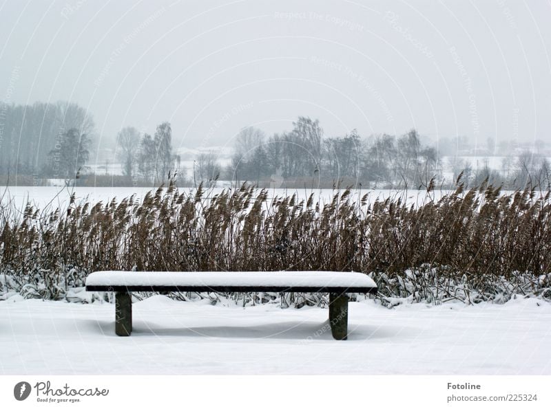 Longing for summer!!! Environment Nature Landscape Plant Sky Clouds Winter Bad weather Ice Frost Snow Tree Lakeside Cold Natural White Common Reed Bench