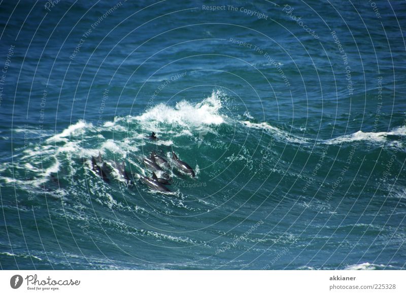 dolphin tumult Environment Nature Animal Elements Water Waves Ocean Wild animal Group of animals Together Bright Wet Natural Smart Speed Blue White Mammal