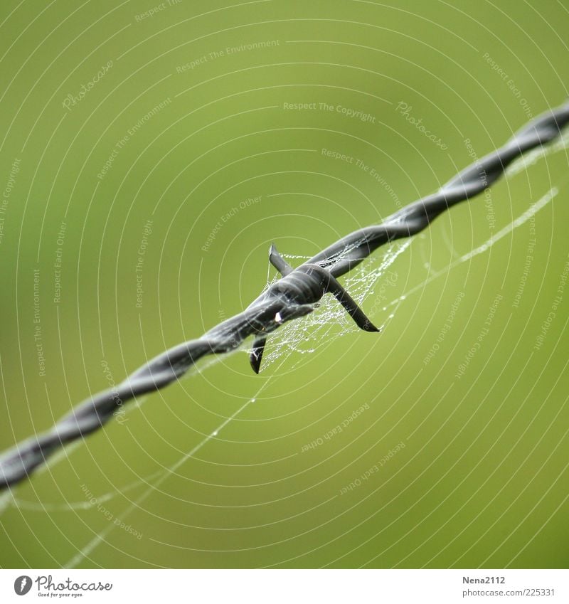 prickly Metal Steel Water Wet Point Gray Green Spider's web Dew Drops of water Colour photo Exterior shot Close-up Detail Macro (Extreme close-up) Deserted