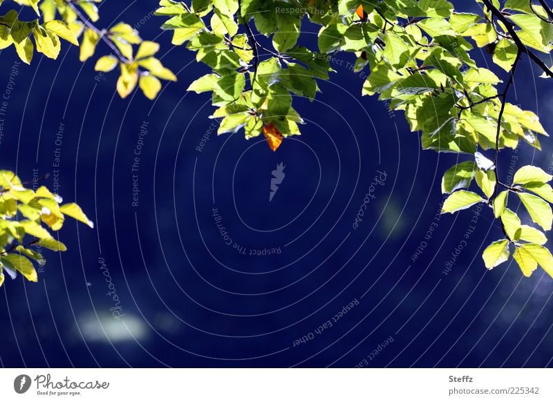 Canopy in late summer Leaf canopy September Indian Summer Background picture Back-light twigs Flare Illuminating Indian summer late summerly