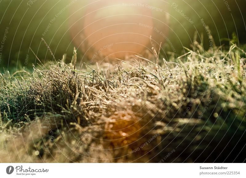 morning glory Nature Sun Ice Frost Drought Grass Bushes Meadow Dream Bright Blade of grass Hoar frost Beautiful weather Colour photo Experimental Pattern