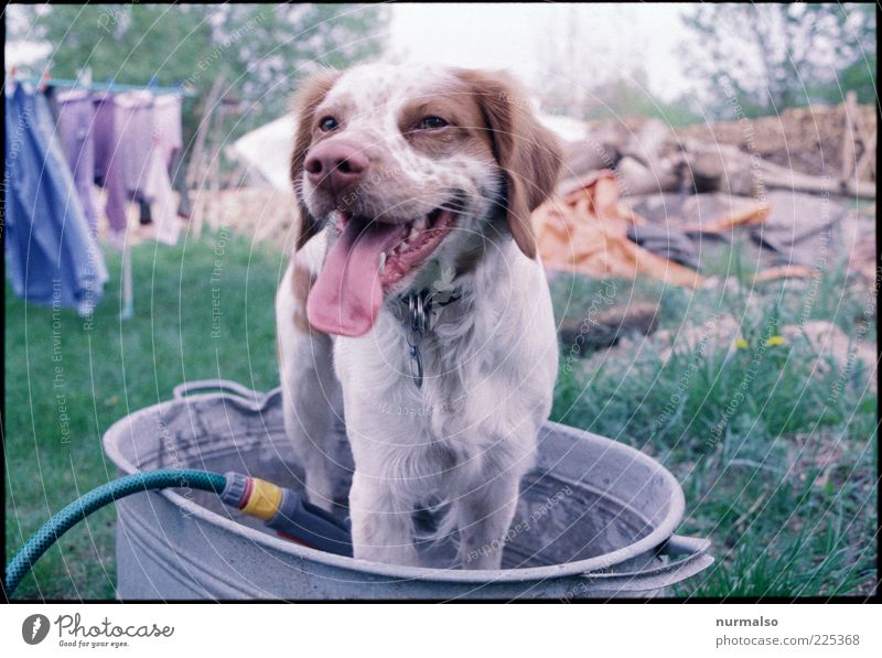 it was hot Style Leisure and hobbies Playing Garden Environment Nature Beautiful weather Warmth Animal Pet Dog 1 Swimming & Bathing Funny Whimsical Trough Wash