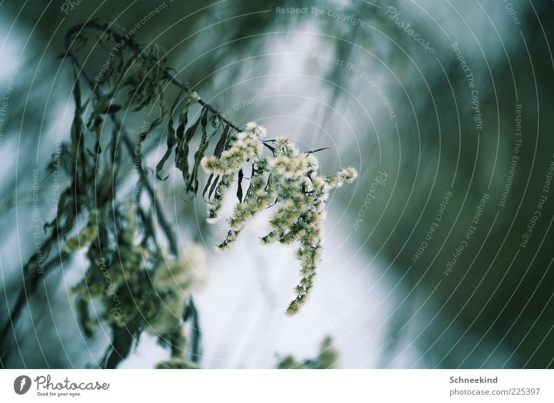 out Environment Nature Plant Winter Bushes Blossoming Hang Esthetic Thin Blue Movement Cold Colour photo Exterior shot Detail Deserted Copy Space right Day