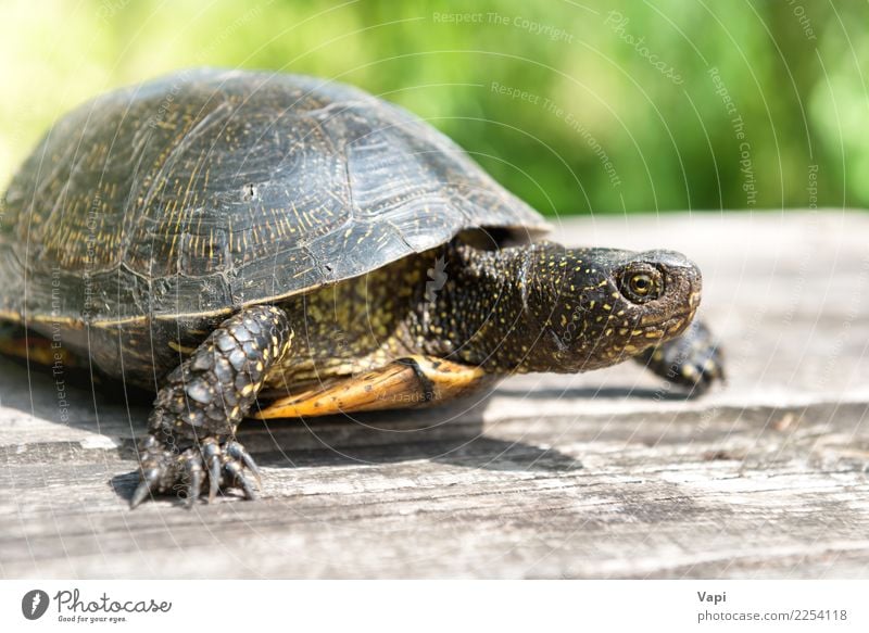 Turtle on wooden desk Exotic Summer Sun Desk Table Nature Animal Grass Pet Wild animal Animal face Claw Paw 1 Wood Old Crawl Small Natural Cute Brown Yellow