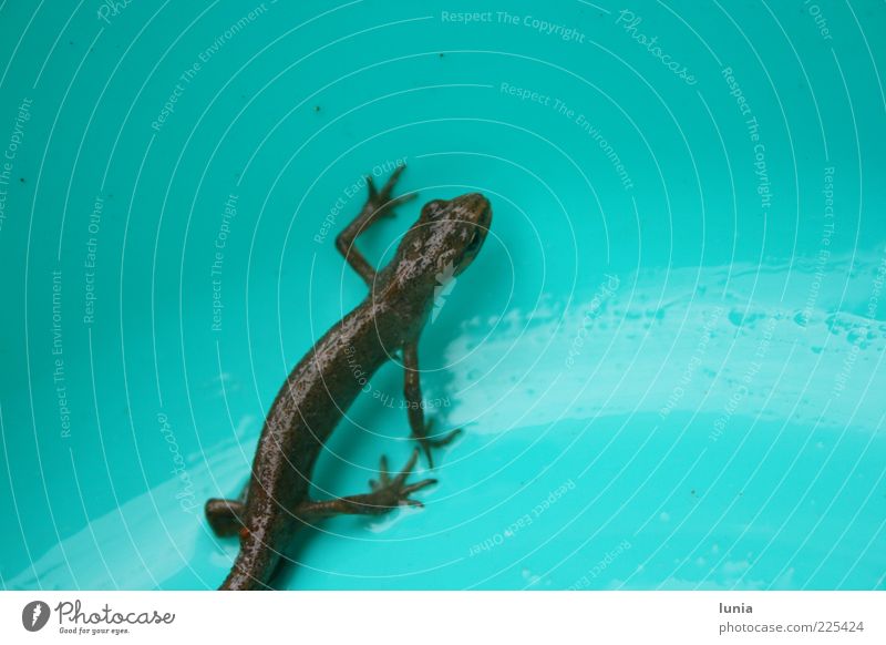 Which way? Wild animal Lizards 1 Animal Bowl Plastic Stand Small Wet Natural Blue Black Colour photo Exterior shot Close-up Copy Space right Animal portrait Day