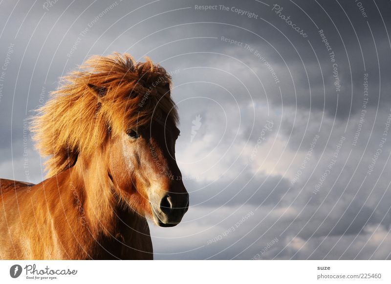 headwind Animal Sky Clouds Wind Farm animal Wild animal Horse Animal face Stand Wait Esthetic Natural Moody Mane Iceland Pony Colour photo Multicoloured