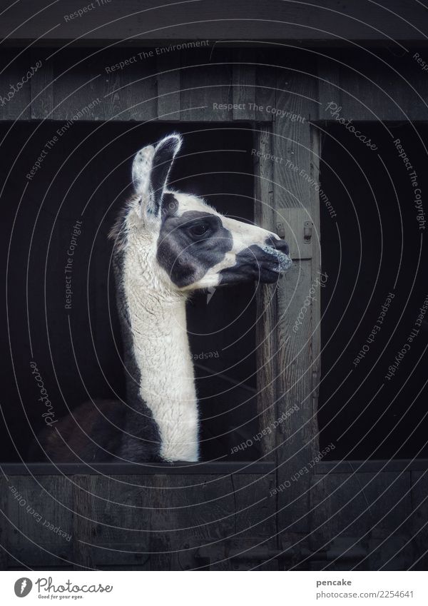 Uffbasse! Hut Animal Zoo Petting zoo 1 Observe Smart Llama Dappled Barn Open Watchfulness Colour photo Subdued colour Exterior shot Close-up Detail