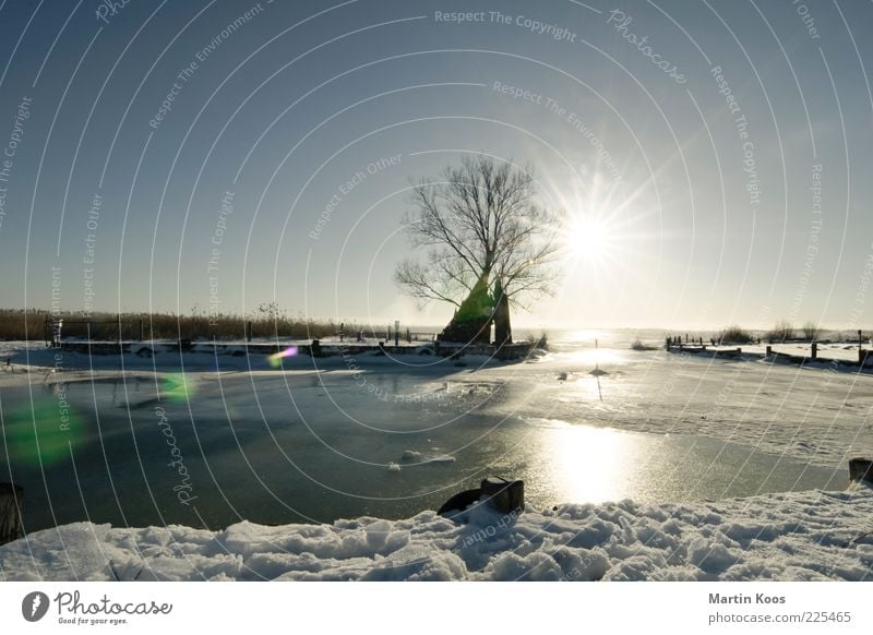 zempin Nature Landscape Winter Beautiful weather Snow Tree Coast Lakeside Baltic Sea Bright Cold Blue Gray Reflection Colour photo Exterior shot Deserted