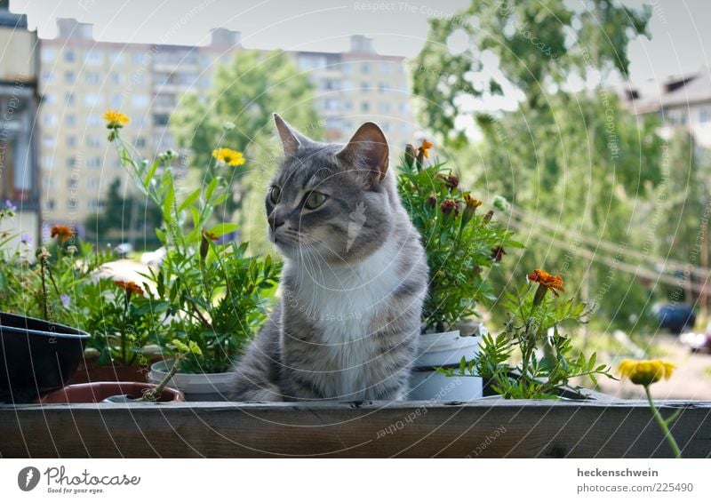 flower hangover Flower Pet Cat 1 Animal Observe Wait Flowerpot Tree Balcony House (Residential Structure) High-rise Domestic cat Plant Courtyard Summer