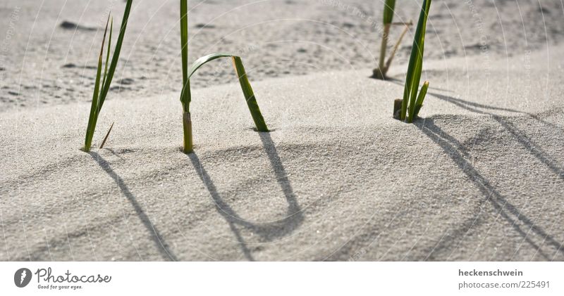 &LT;FONT COLOR="#FFFF00"&GT;-==- SYNC:ßÇÈÂÈÂ Nature Sand Summer Grass Beach Beautiful Endurance Unwavering Colour photo Detail Deserted Day Shadow