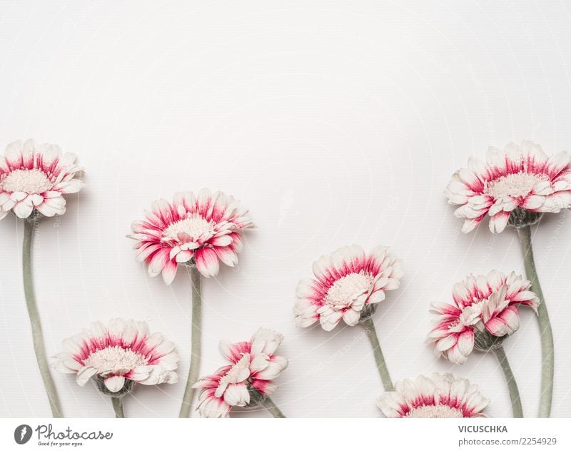 Greeting card with beautiful red and white flowers Style Design Joy Desk Feasts & Celebrations Valentine's Day Mother's Day Wedding Birthday Nature Plant Flower