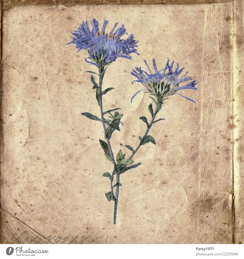 pressed flowers on old paper Plant Flower Paper Piece of paper Characters Old Esthetic Natural Retro Dry Blue Brown Green Contentment Joie de vivre (Vitality)