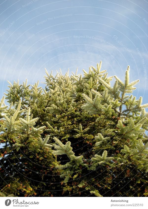 O Christmas tree Environment Nature Plant Sky Clouds Winter Weather Beautiful weather Ice Frost Snow Tree Foliage plant Stand Growth Tall Point Thorny