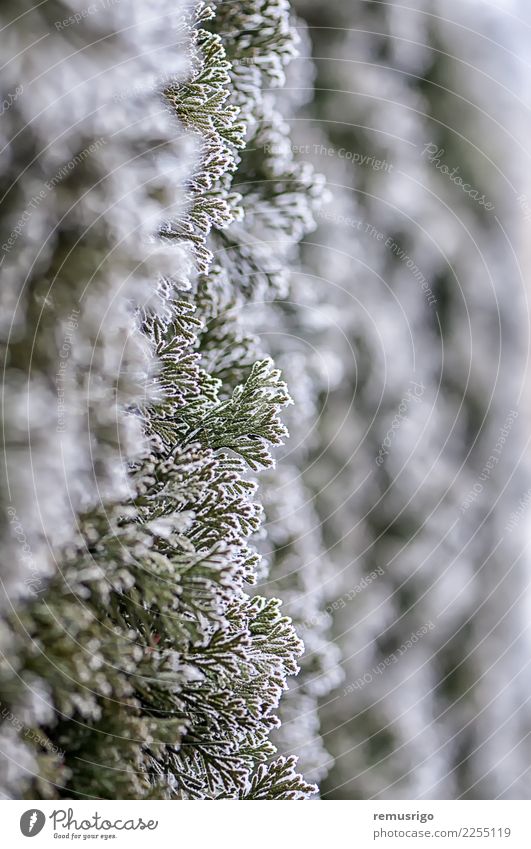 Frost on tree branches Winter Snow Nature Plant Weather Tree Leaf Park Forest Natural Green White City cold crystal fir hoar ice icy Seasons wood Timisoara