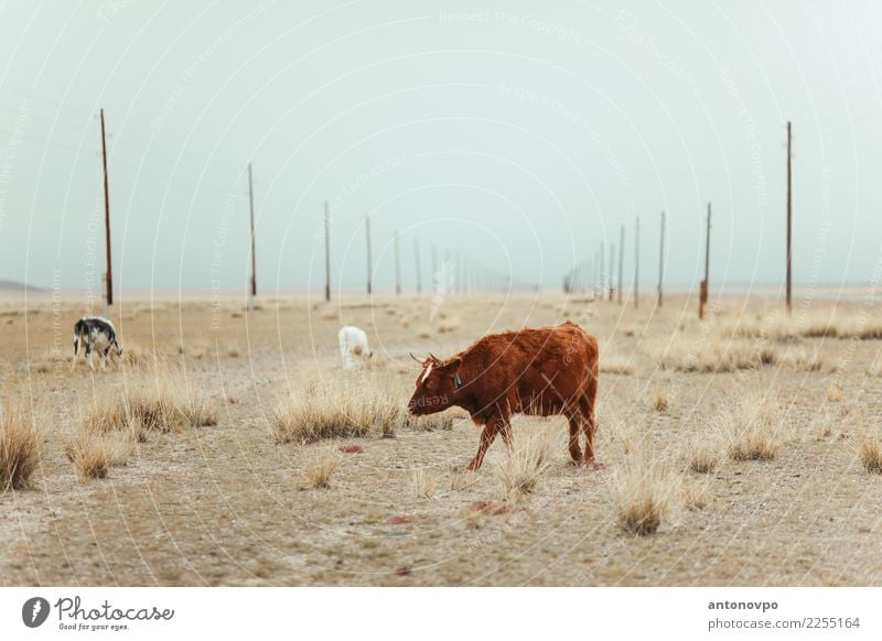 cows Altai steppe Nature Animal Autumn Farm animal Cow 3 Group of animals Brown Colour photo Day Animal portrait