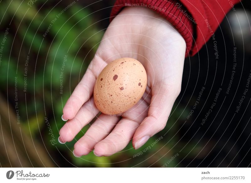 Beyond the mainstream Easter in Advent Food Egg Hen's egg Breakfast Hand Fingers Eating Green Colour photo Exterior shot Deserted Copy Space left