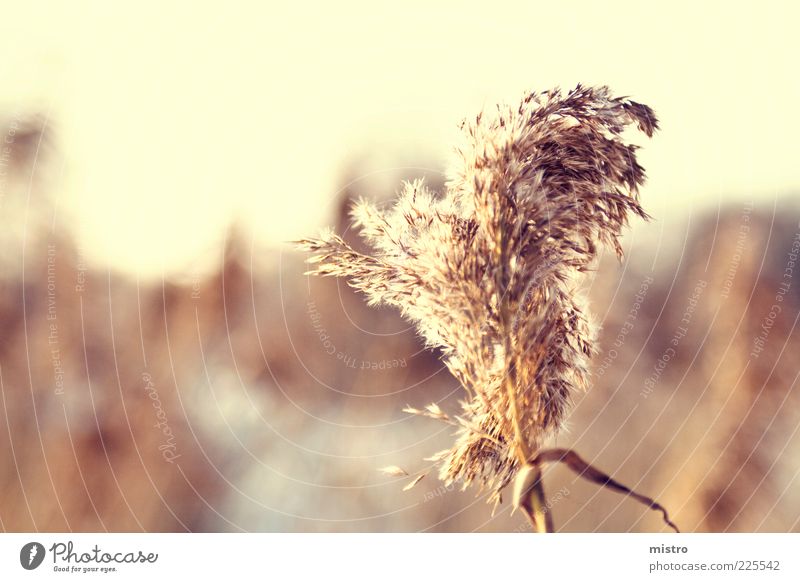 Lonely through the reeds Nature Autumn Plant Yellow Gold Common Reed Colour photo Multicoloured Detail Copy Space left Copy Space top Day Light Sunlight