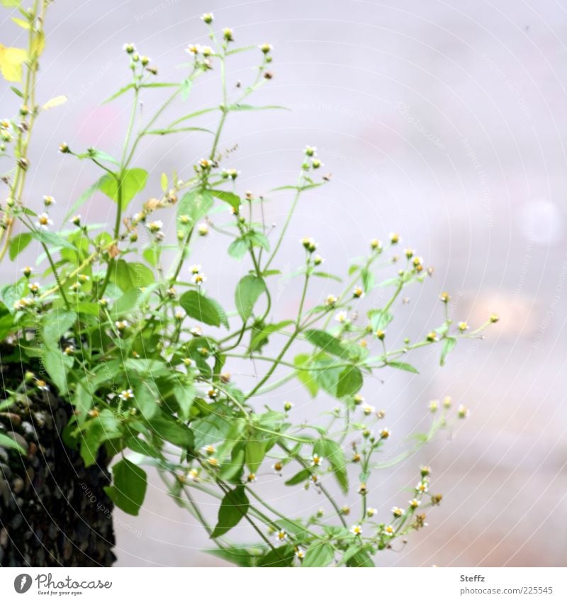 simplicity Window box Bushes little flowers ornamental Foliage plant Simple Bright green naturally Green Simplistic Normal green leaves decoration Decoration