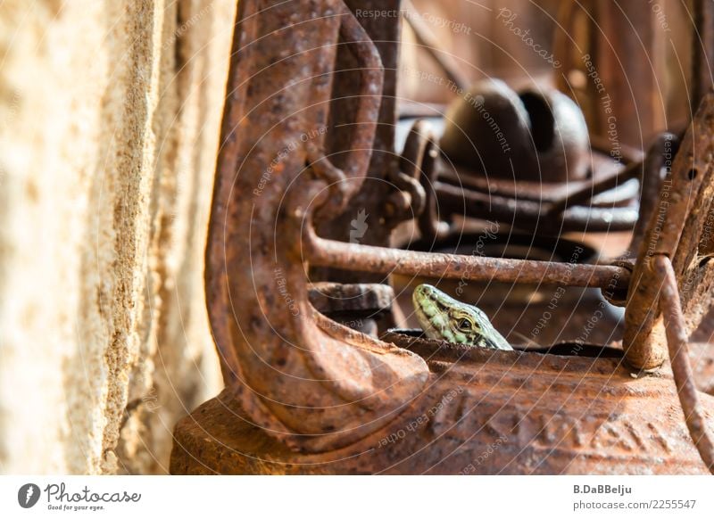 Sweet Home II Garden Animal Wild animal Saurians 1 Lamp Oil lamp Ancient Antique Old Curiosity Cute Fear Colour photo Exterior shot Deserted Day