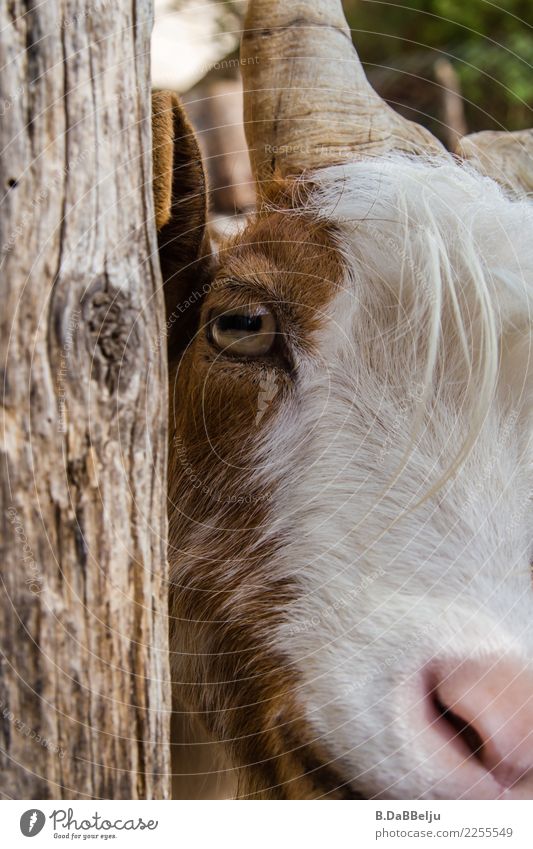 A goat spits, sulks or lies behind a post. Something for every language area ;-). Italy Sicily Animal Exterior shot Deserted Colour photo Animal portrait