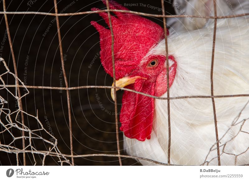 I'm the boss here... Animal Farm animal Bird Rooster 1 Attentive Curiosity Interest Mistrust Perspective Chicken coop Grating Cockscomb Superior Observe Pride