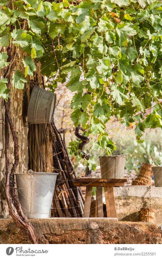 Still life of pots, bowls and baskets. Under a roof of wild wine they wait for their turn. leaves Garden plaited baskets Tin metal bucket tin bowl Vine leaf