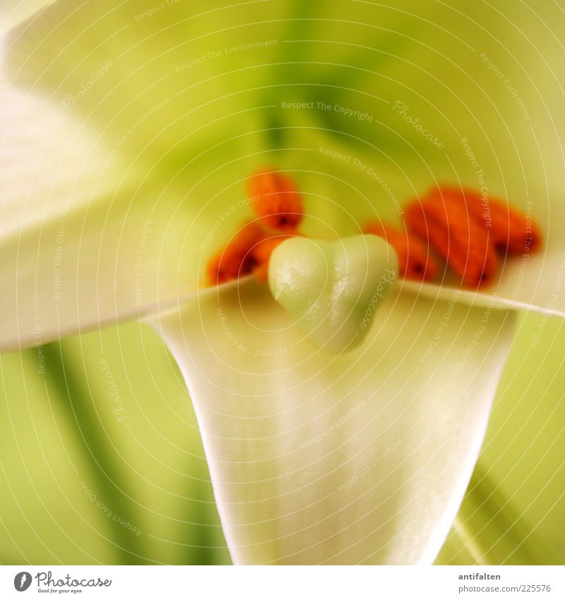 interior life Nature Plant Flower Leaf Blossom Lily Fresh Beautiful Green White Orange Pistil Colour photo Multicoloured Interior shot Close-up Detail Light