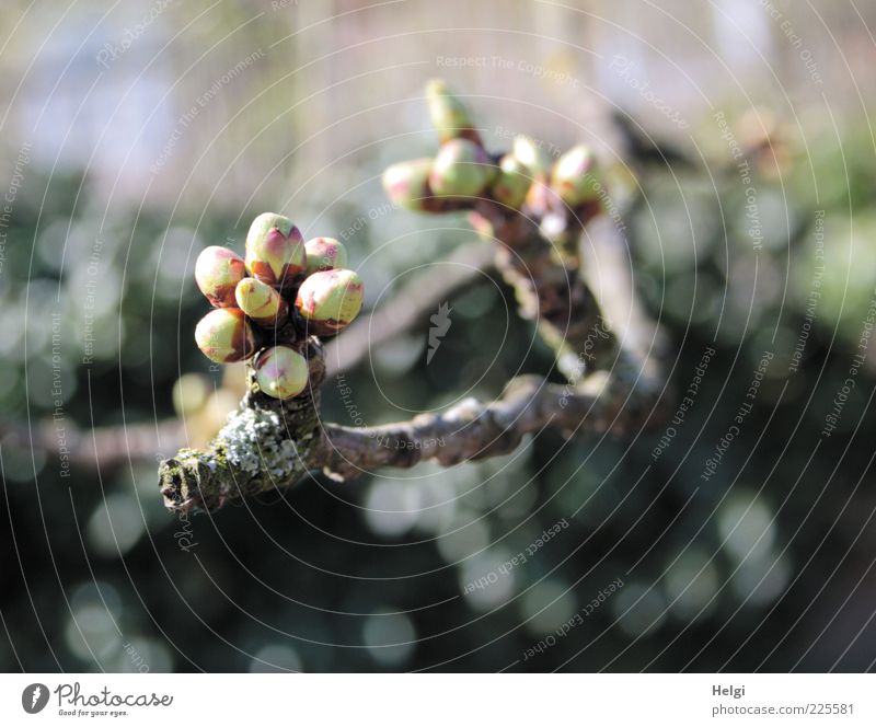 soon... Environment Nature Plant Spring Beautiful weather Tree Bud Twig Branch Growth Esthetic Simple Fresh Small Natural Brown Gray Green Spring fever