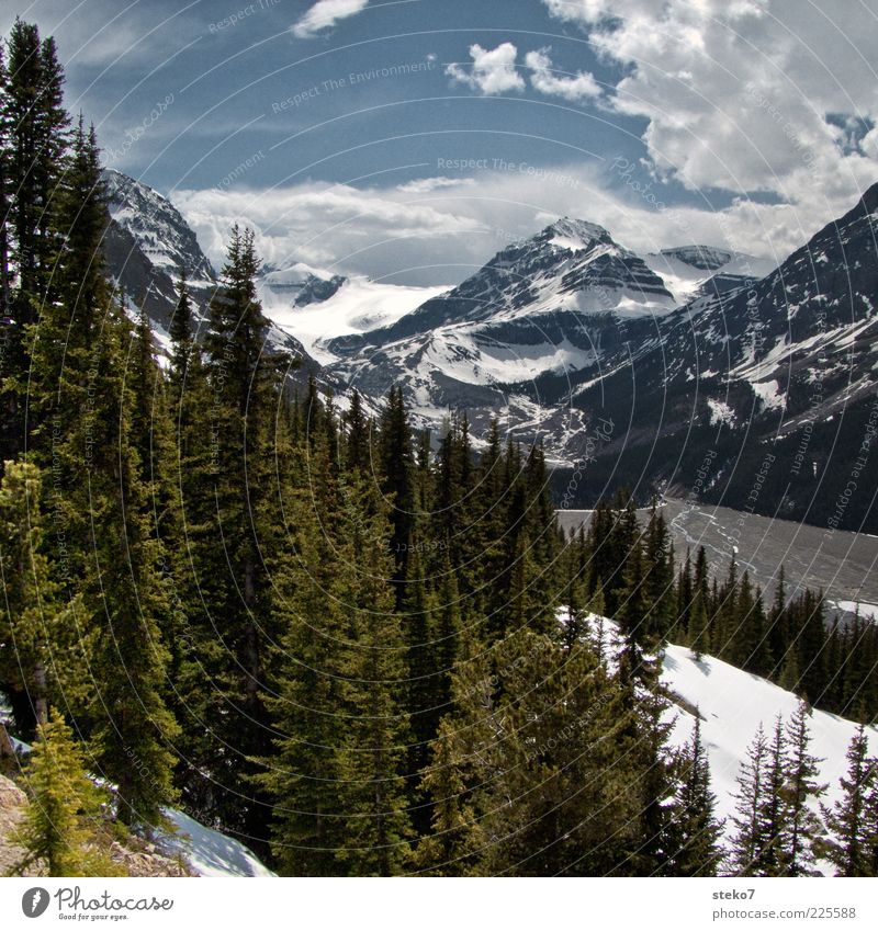 Icefields Parkway Vacation & Travel Snow Mountain Tree Snowcapped peak River bank Nature Canada Fir tree Rocky Mountains Colour photo Exterior shot Deserted Day